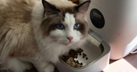 A cat looks up from its food bowl