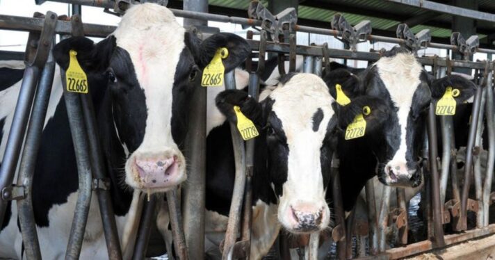 Three dairy cows in stalls