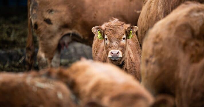 Juvenile Limousin breed cattle stand together on a Polish beef cattle farm