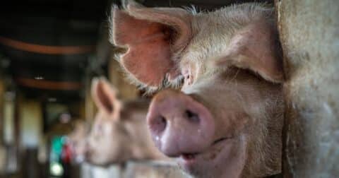 A mother sow gazes with curiosity into the camera while propping herself on top of the low wall that encloses her with her piglets.