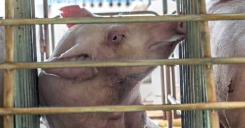 Pigs at a family-run organic farm.