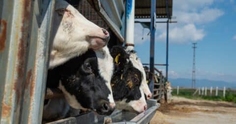 Calves locked in an indoor enclosure stand feeding at a trough at a dairy farm.