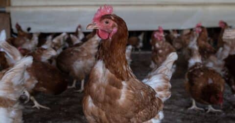 Chicken on an organic farm