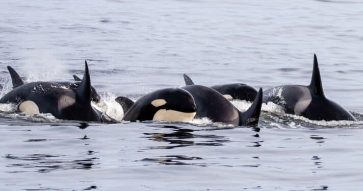 Group of orcas