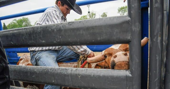 A cowboy climbs onto a bull's back inside a chute during a rodeo bull riding competition.