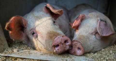 Two backyard pigs