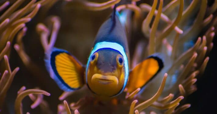 Clownfish