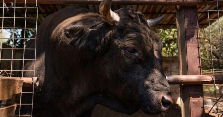 A closeup of a bull on a factory farm