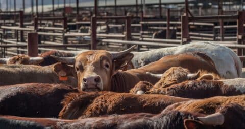 One cow looks above a crowd of cows.