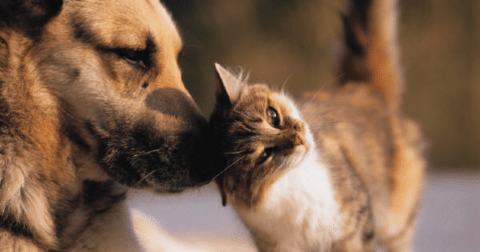 A cat nudges a dog's nose with its head