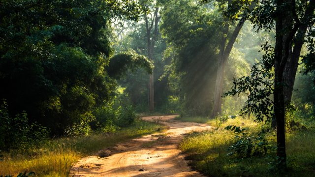 Sunlight filtering through dense sal trees.