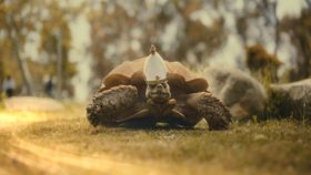 『ELDEN RING』のDLCの宣伝映像にミリエル風のかわいらしいリアル亀が登場 サムズアップするかぼちゃ兜男の姿も (News ELDEN RING)