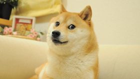 Faleceu Kabosu, o Shiba Inu por detrás do meme Doge (Notícias Entretenimento)