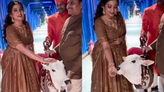 The Ambani Wedding Had Mini Cows! Shreya Ghosal Shares Videos With 'Riddhi - Siddhi The Cutest Prettiest Gaiyyas'