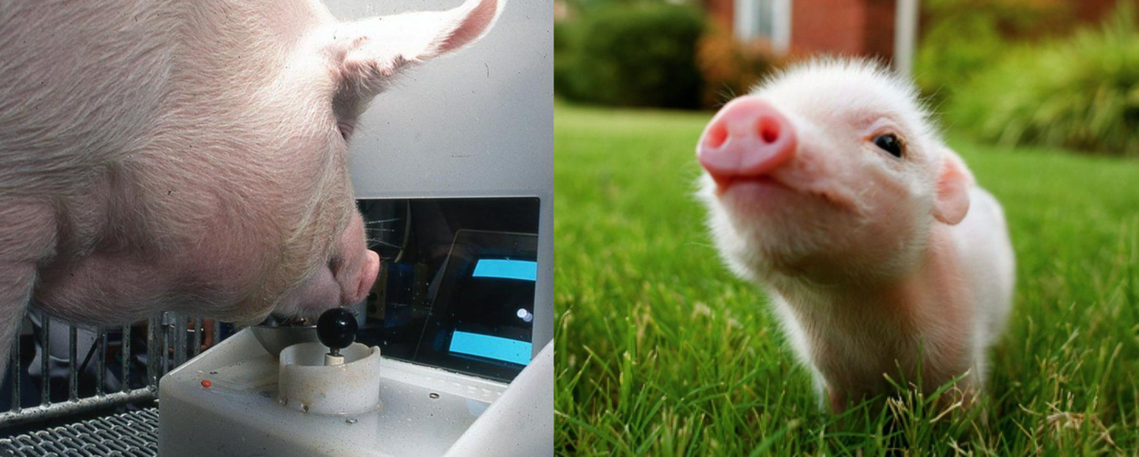 Pigs are being taught how to play video games and they're pretty darn good at it