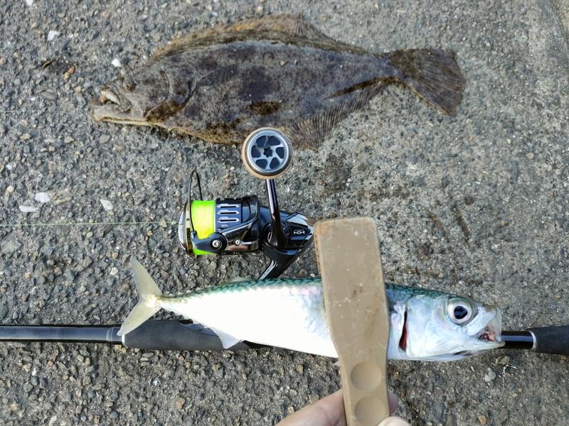 勝浦方面で1投目で釣れたヒラメとサバ