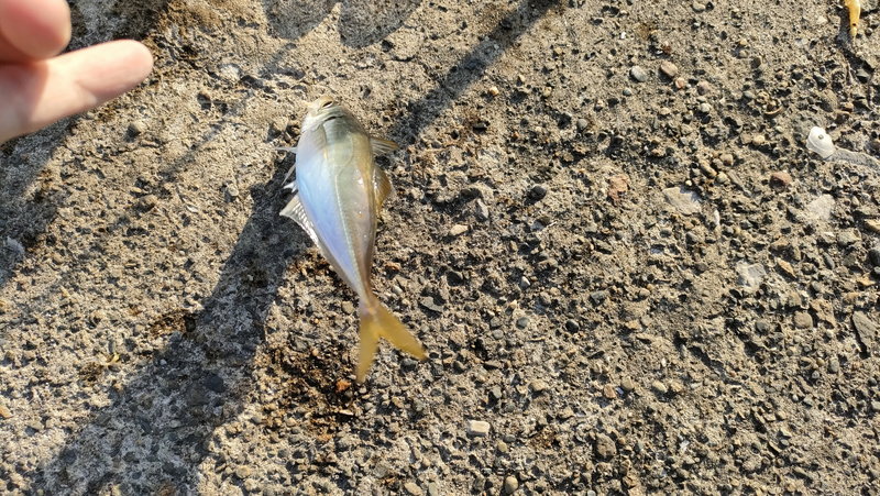 小湊で釣れたアジ