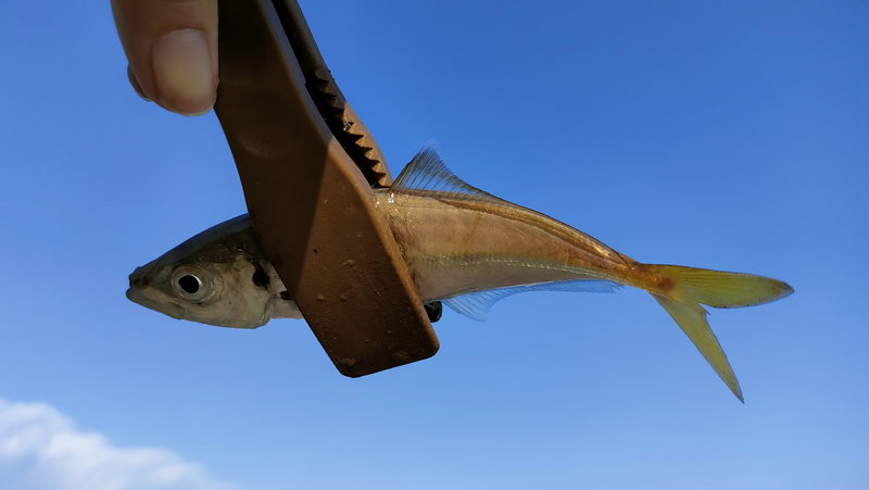 勝浦で釣れたアジ