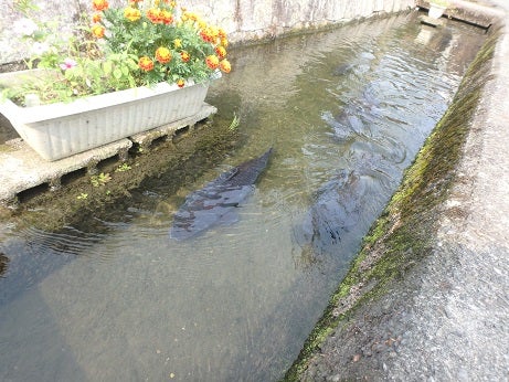 かばたの水路に泳ぐ鯉