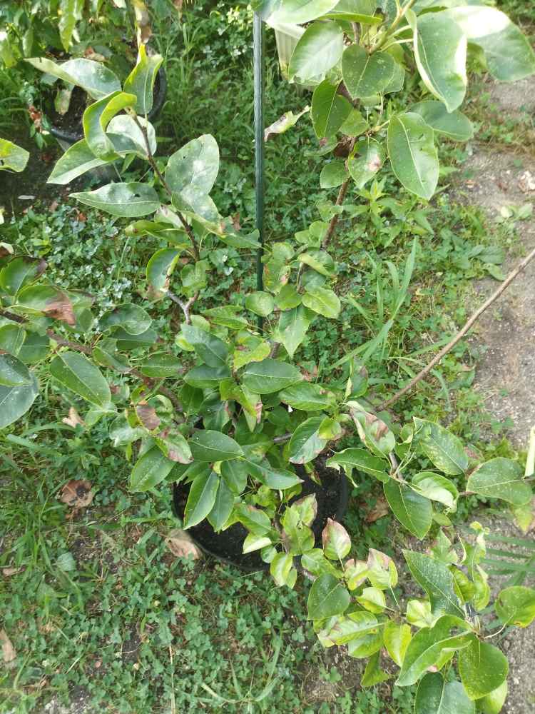 梨(にっこり)鉢植え果樹と野菜栽培