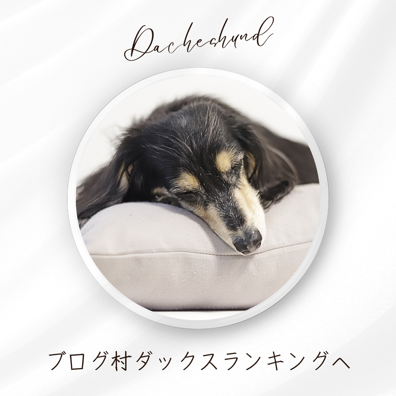 にほんブログ村 犬ブログ ミニチュアダックスフンドへ