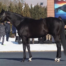 画像 社台スタリオン2024年種牡馬種付け頭数発表！200頭超え3頭 の記事より