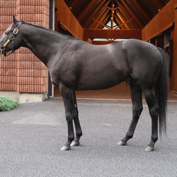 画像 社台スタリオンステーション種牡馬2024夏見学レポート の記事より 5つ目