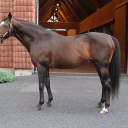 画像 社台スタリオンステーション種牡馬2024夏見学レポート の記事より 2つ目