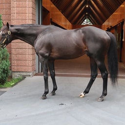 画像 社台スタリオンステーション種牡馬2024夏見学レポート の記事より 9つ目