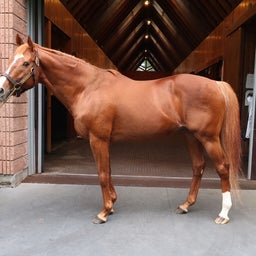 画像 社台スタリオンステーション種牡馬2024夏見学レポート の記事より 8つ目