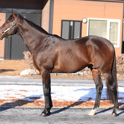 画像 ダーレージャパン種牡馬2024種付け頭数発表！パレスマリス262頭 の記事より