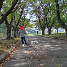 画像 さんぽ「新井田公園」（八戸市新井田西）　　モコとココ の記事より 4つ目