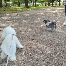 画像 さんぽ「新井田公園」（八戸市新井田西）　　モコとココ の記事より 3つ目