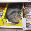 思わずハッ！と一瞬後ずさり。猫ちゃんが商品棚でスヤスヤ♪の画像