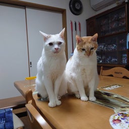 画像 飼育係さんが仕事だったので、懐かしい写真でお茶を濁すよ～の巻 の記事より 6つ目