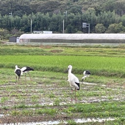 画像 （879）許容であると の記事より 3つ目