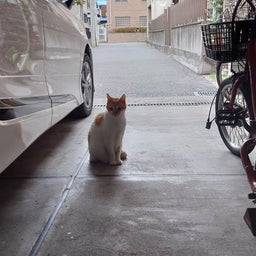 画像 サッ君の大冒険！今日は録画放送だよ～の巻 の記事より 10つ目