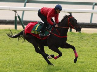 スプリンターズＳ、ムゲンとビクターザウィナーの香港２頭が出走決定