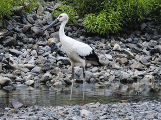 紀北に飛来したコウノトリを撮影　三重大研究員の平野さん、4年ぶり確認