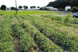 子ども食堂に食材提供を　連合愛知が西尾に農園開設