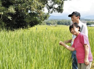 「伊勢錦」の自家採取に初めて挑戦　伊賀・森喜酒造場が昨年の不足受け