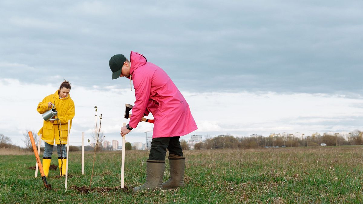 Carbon offsetting schemes which involve tree planting are destined to fail