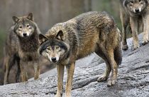 Lupi in uno zoo di Stoccolma, Svezia. L'aumento delle popolazioni selvatiche ha spinto l'UE a rivedere il loro status di protezione.