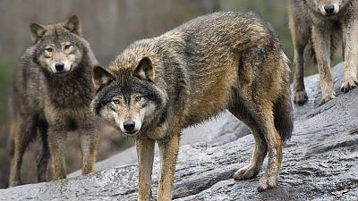 Волки в зоопарке в Стокгольме, Швеция. Растущие популяции диких волков заставили Евросоюз пересмотреть их охраняемый статус.