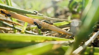 Le réchauffement pousse des fourmis invasives vers le nord de l'Europe