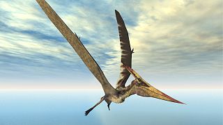 Image générée par ordinateur du ptérosaure Pteranodon, une espèce de ptérosaure différente de celle découverte à Skye.