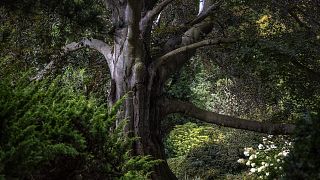 Le hêtre polonais "Heart of the Garden", lauréat du prix de l'arbre européen de l'année 2024.