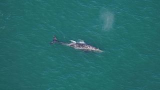 Cette photo d'Orla O'Brien montre une baleine grise au sud de Nantucket.