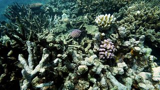 Le corail du récif Moore est visible dans la région maritime de Gunggandji, au large de la côte du Queensland, dans l'est de l'Australie.