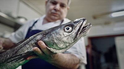 Összefogtak halászok, kapitányok és a szektor több szereplője is a szürke tőkehal megmentéséért 